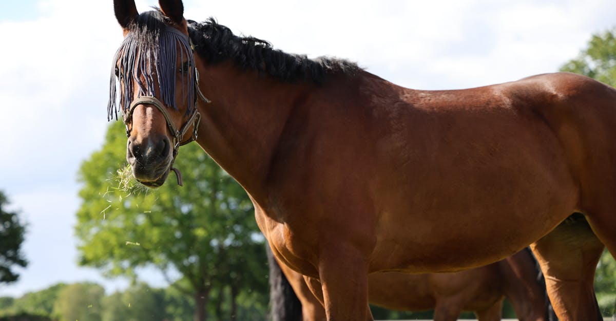 Descubra nuestros alojamientos ecuestres, un refugio perfecto para los amantes de los caballos. Disfrute de una estancia única en plena naturaleza, con instalaciones de calidad para jinetes y sus monturas. Ideal para recargar pilas y disfrutar de experiencias inolvidables en plena naturaleza.
