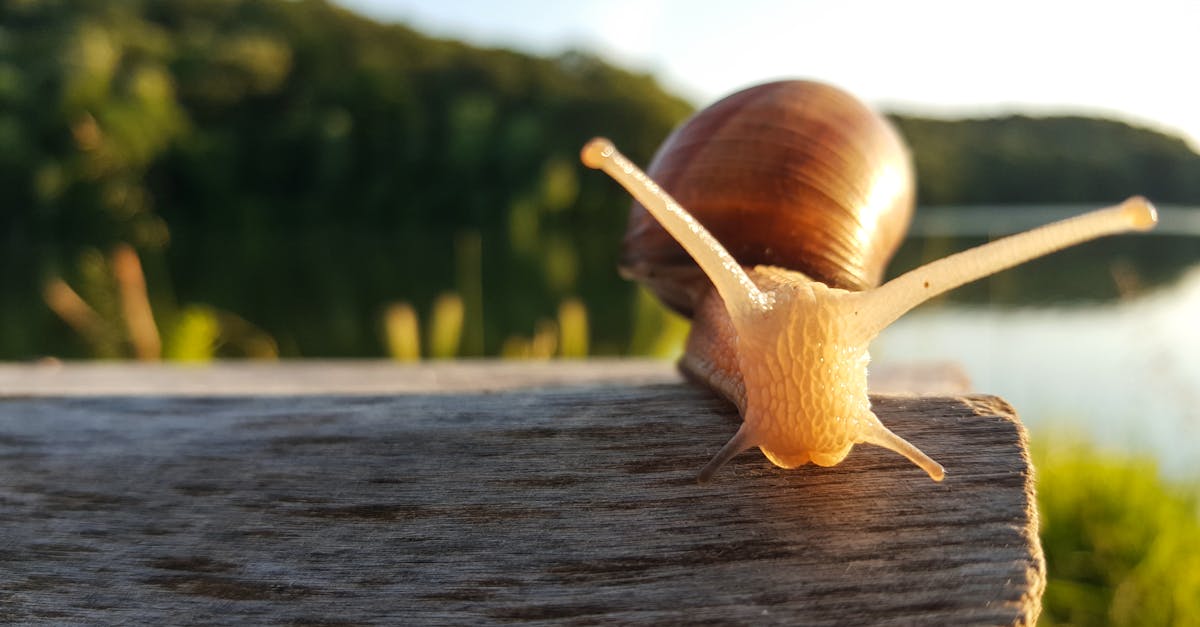 Scopri i vantaggi della lentezza nel nostro mondo moderno. Impara ad apprezzare ogni momento e a ridurre lo stress attraverso pratiche di lentezza che promuovono il benessere e la consapevolezza.