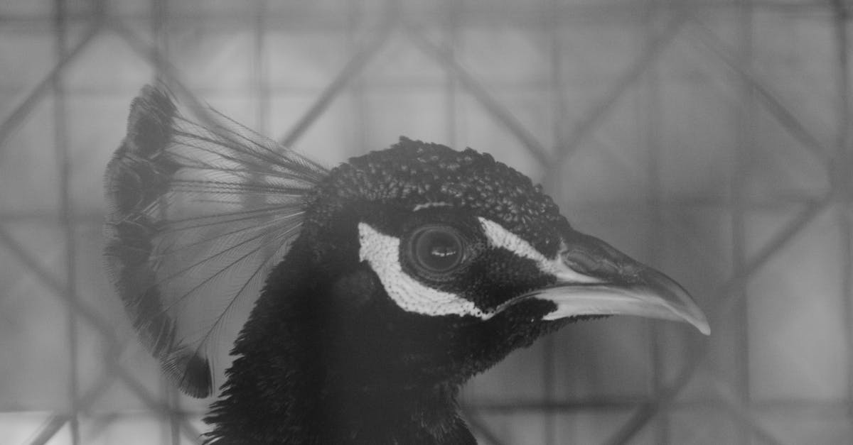 حياة حرفية نابضة بالحياة