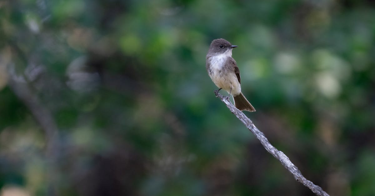 découvrez l'art de l'observation des oiseaux avec notre guide complet sur le birdwatching. apprenez à identifier les espèces, à choisir le bon équipement et à profiter des meilleures destinations pour une expérience inoubliable au cœur de la nature.