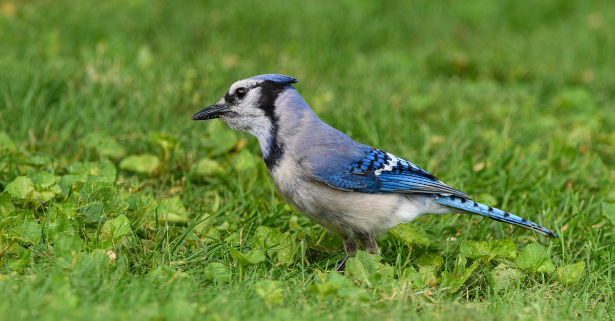 découvrez l'art de l'observation des oiseaux avec nos conseils et astuces pour les passionnés de birdwatching. apprenez à identifier les espèces locales, choisissez le bon matériel et explorez les meilleurs endroits pour observer la faune aviaire. rejoignez-nous dans cette aventure immersive en pleine nature.