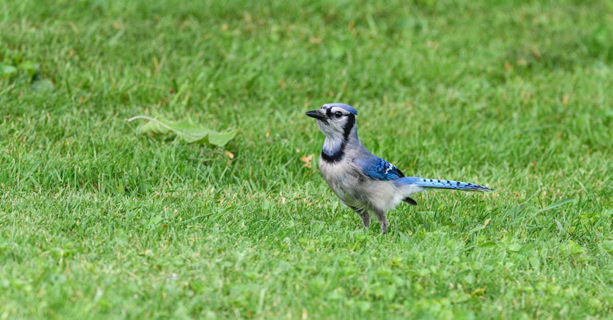 découvrez l'art du birdwatching ! plongez dans l'observation des oiseaux et apprenez à identifier les différentes espèces tout en profitant de la nature. explorez les meilleures astuces, équipements et lieux pour une expérience inoubliable.