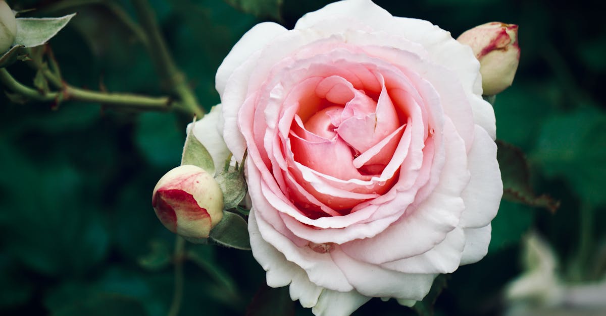 Zwiedzanie z przewodnikiem lokalnych rzemieślników, takich jak garncarze, tkacze i hodowcy zwierząt gospodarskich.