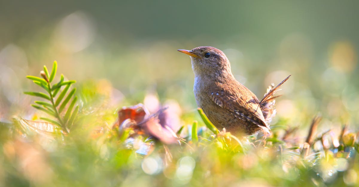 découvrez le monde fascinant des troglodytes, ces créatures mythiques qui vivent dans des cavernes et des grottes. explorez leur habitat unique, leur mode de vie intriguant et les légendes qui les entourent. une plongée passionnante dans l'univers des êtres qui se cachent sous la terre.