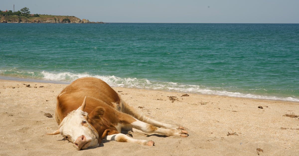 لوحات جدارية من القرن السابع عشر، عمارة نموذجية