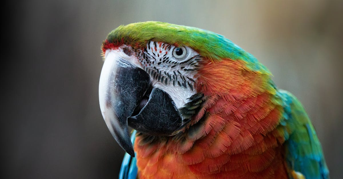 Descubra nosso santuário animal, um refúgio dedicado à proteção e ao bem-estar de animais abandonados. Junte-se a nós para dar uma segunda chance aos nossos amigos de quatro patas e participe de nossa missão de conscientização e adoção.