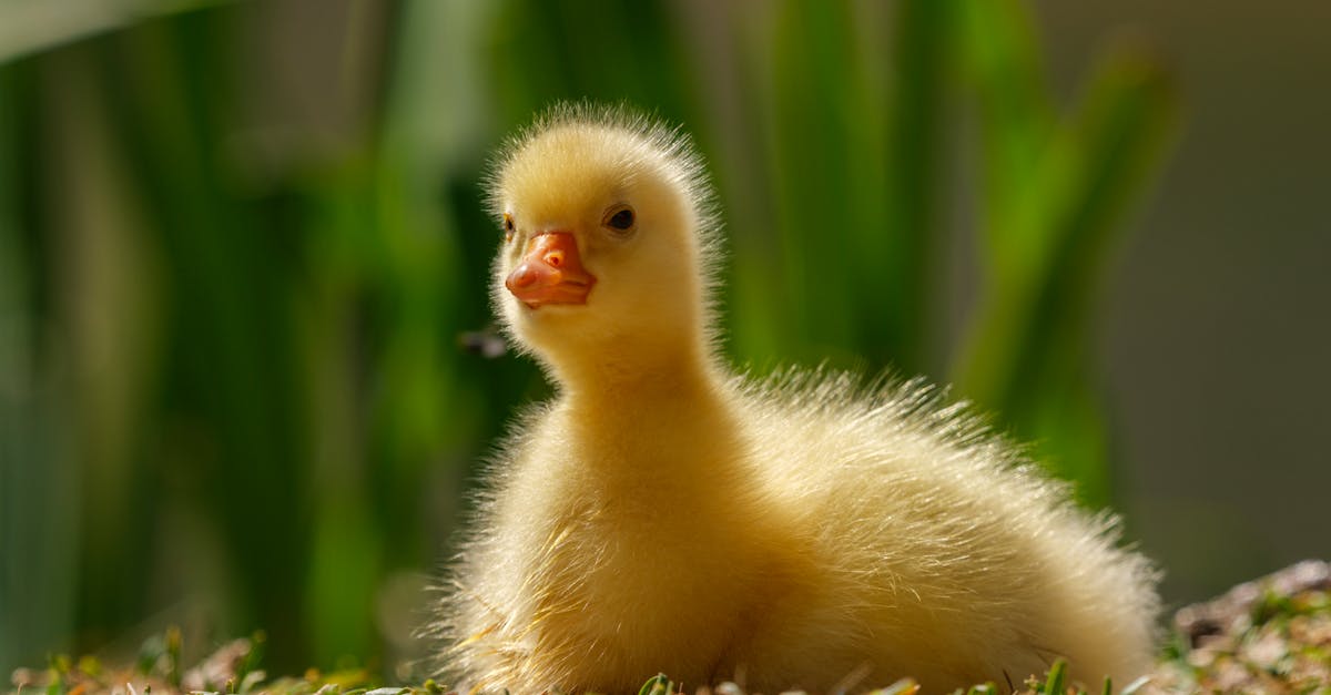 🛶 Atividades aquáticas em lagoas naturais, para um relaxamento revigorante