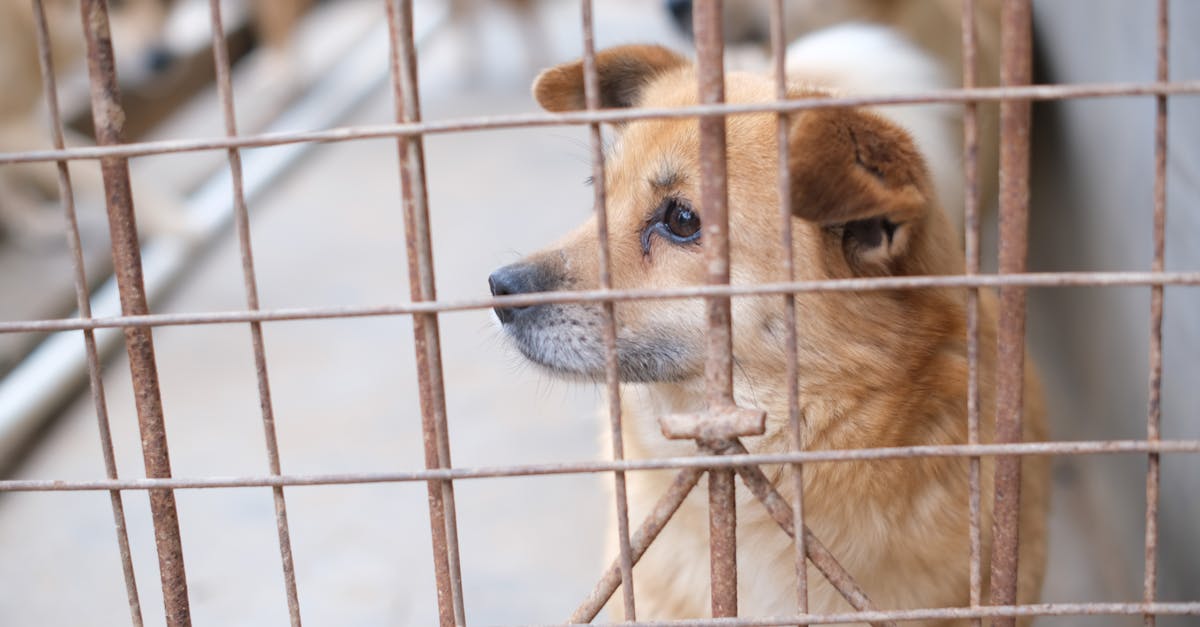 Que tipos de animais podemos acomodar?