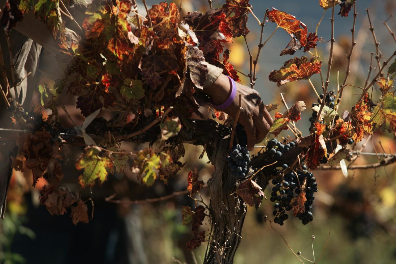 autumn ardeche vineyards harvest golden light