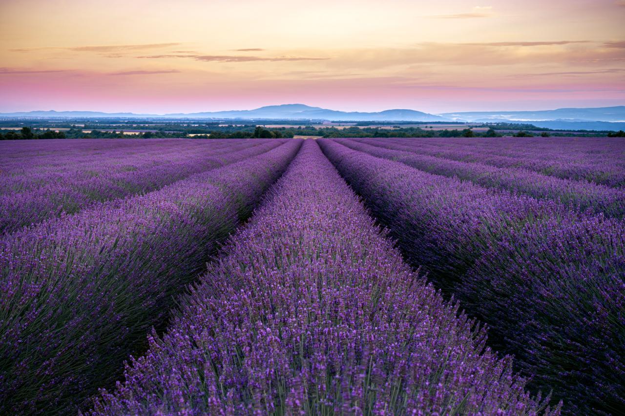 lavender field provence sunset