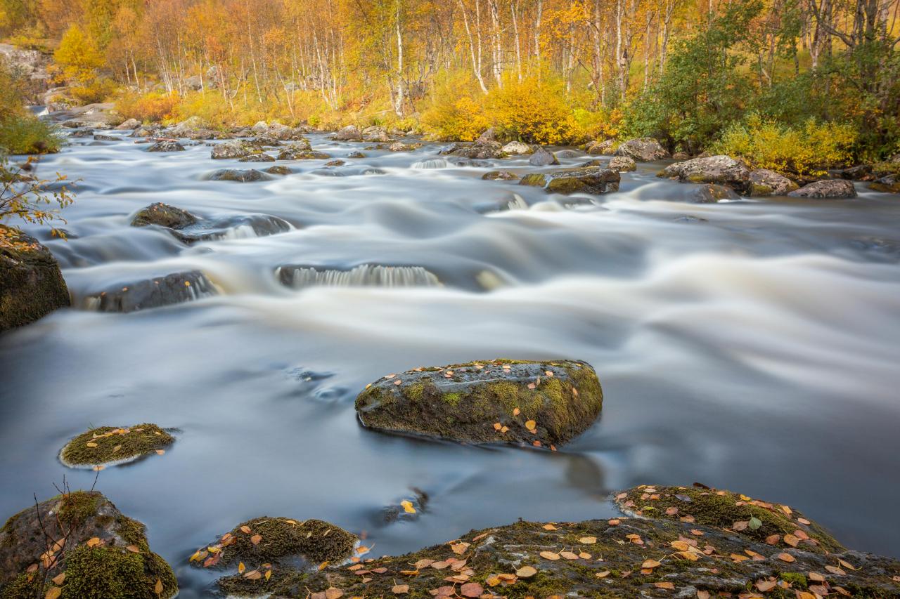 autumn landscape trees colored leaves stream